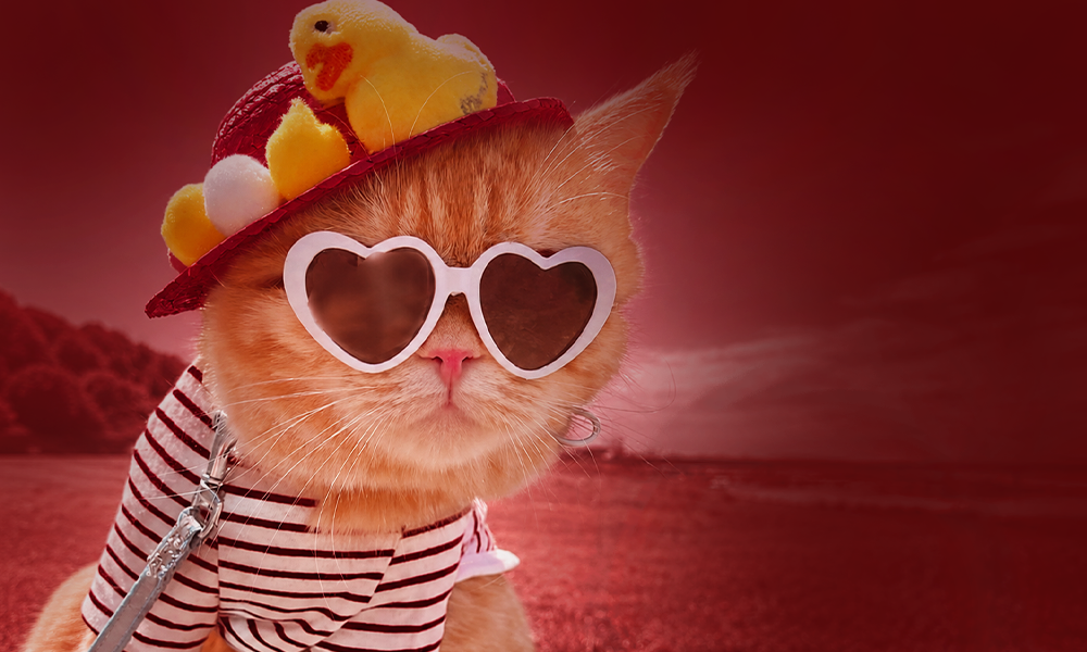 Charming cat wearing stylish sunglasses and hat for creative content